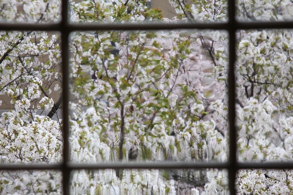 5264-大島桜　明治のガラス越し　横.jpg